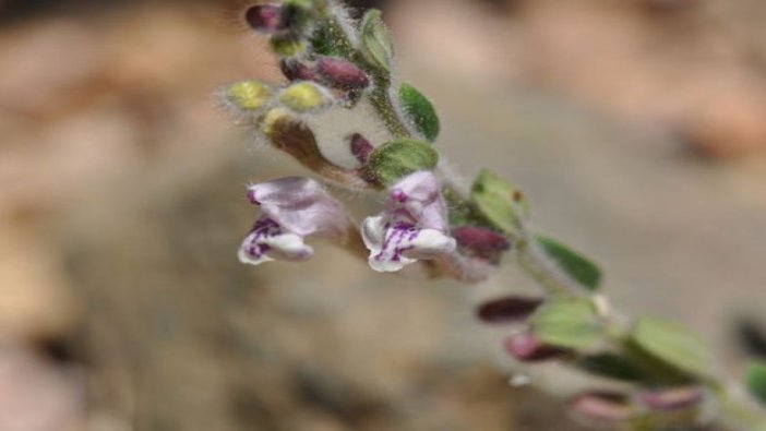 Muğla'da keşfedildi! Sayıları 19'a çıktı