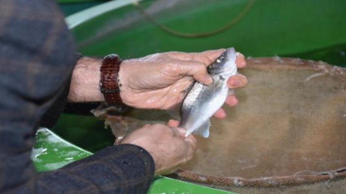 Levreklerde ölümcül tehlike