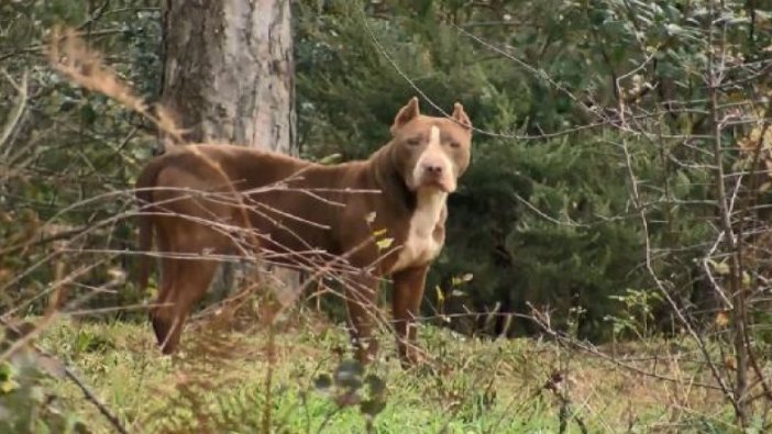 Ormana geziye gidenleri bekleyen büyük tehlike