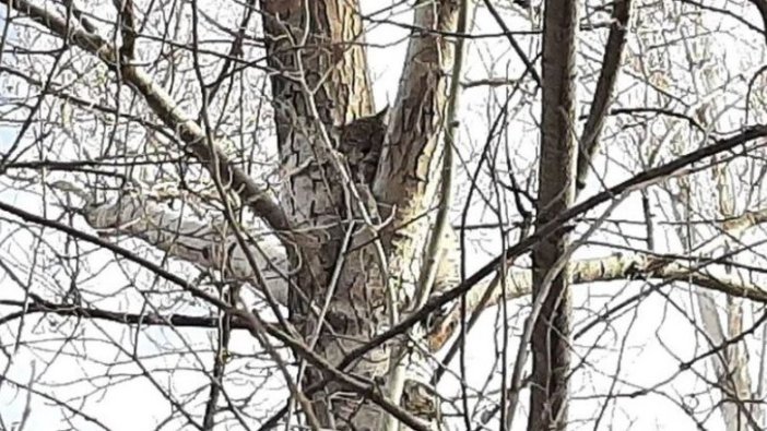 Vaşak canını kurtarmak için ağaca tırmandı: Nesli tükenme tehlikesi altında