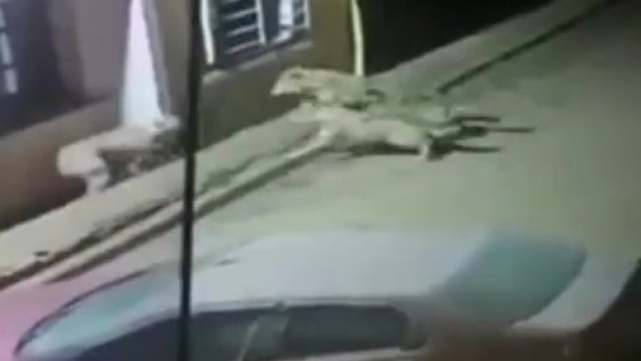 Köpeği alıp götüren kurtları kangallar hızır gibi yetişerek dağıttı