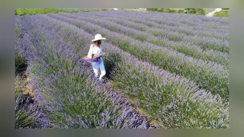 Silivri Lavanta Hasat  Şenliği’ne hazırlanıyor