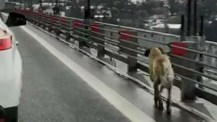 Köprüden geçen köpeğe güvenlik konvoyu oluşturdular