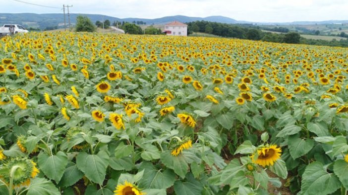 Kocaeli Büyükşehir Belediyesi açıkladı: Ayçiçeği üreticisine gübre desteği