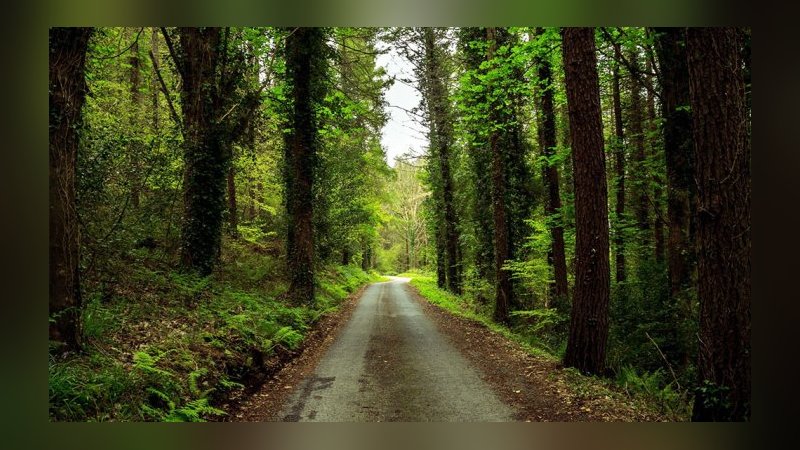 Manisa Orman İşletme Müdürlüğü orman yolu yaptıracak