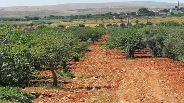 Gaziantep'te icradan satılık tarla