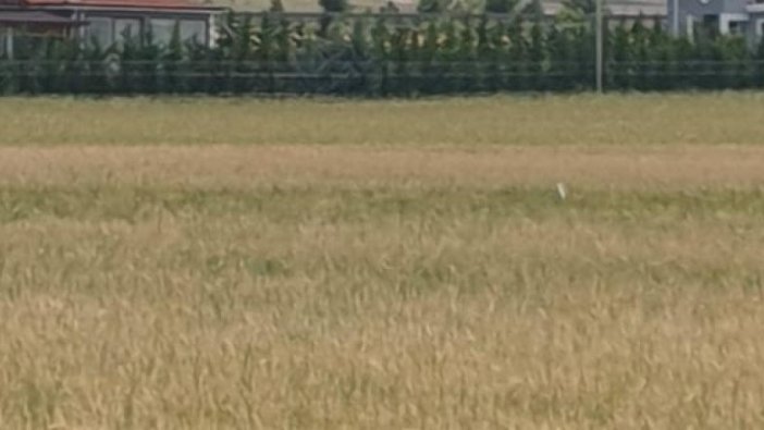 Ankara'da icradan satılık tarla