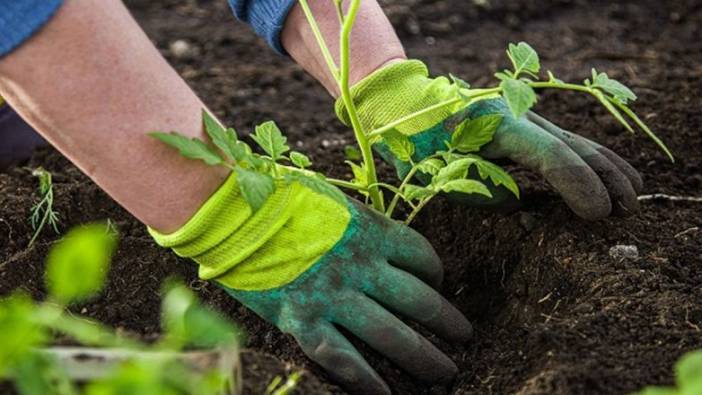 Bartın Kozbel bahçıvan alacak