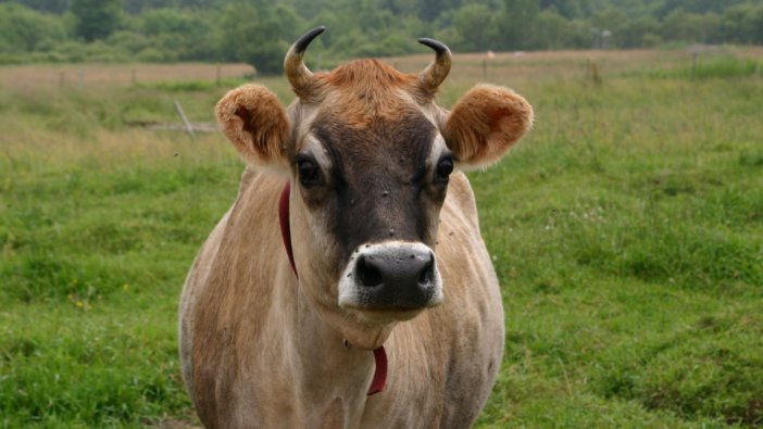 Ordu’da çiftçiye 300 inek dağıtıldı
