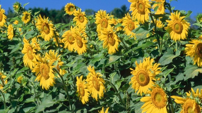 Çiftçilere 600 torba ayçiçeği tohumu desteği