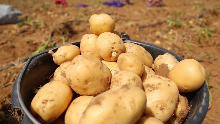 Patates siğili nedeniyle 26 ilde karantina uygulandı