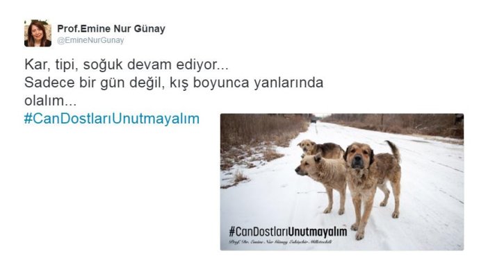 Milletvekili Günay'dan sokak hayvanları için kampanya