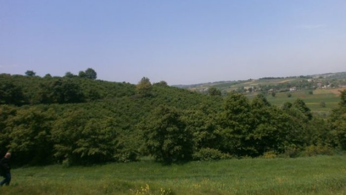 Kandıra’da icradan satılık tarla