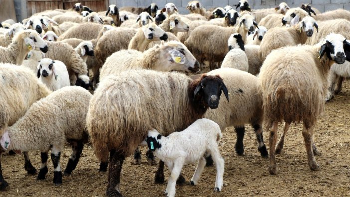 Yetiştiricilere küçükbaş hayvan desteği
