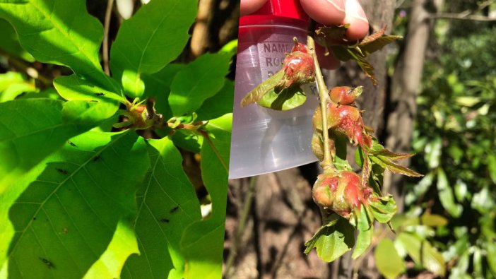 Türkiye’de hızla yayılıyor! Terminatör böcek doğaya bırakıldı