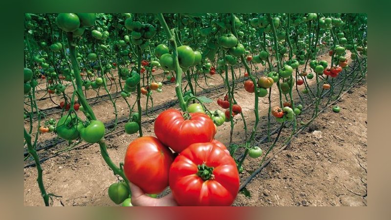 Çiftçilere 1,5 milyon ücretsiz domates fidesi