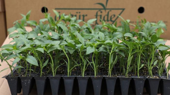 İpekyolu Belediyesinden vatandaşa ücretsiz sebze fidesi desteği