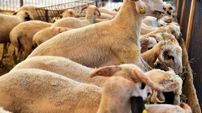 Kurban Bayramı yaklaştı, kurbanlık fiyatları açıklandı
