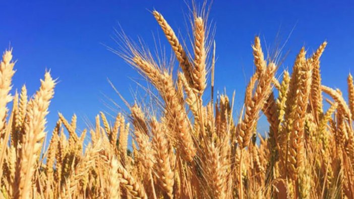 Tarım ve Orman Bakanı Vahit Kirişci’den buğday açıklaması