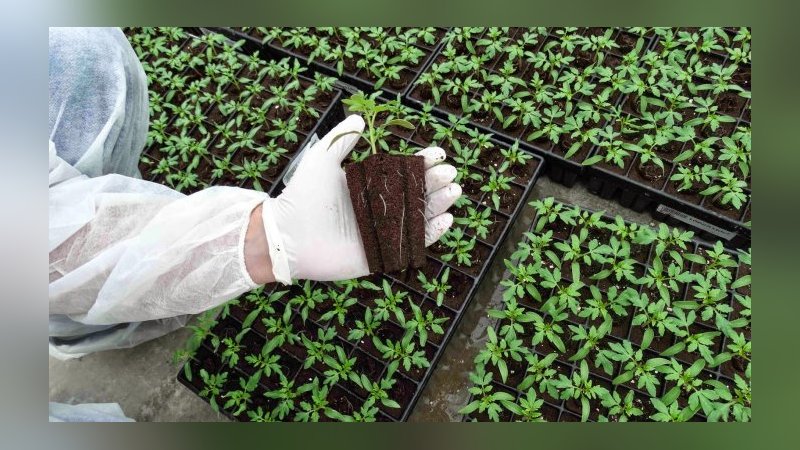 Çiftçilere ücretsiz 65 bin adet sebze fidesi