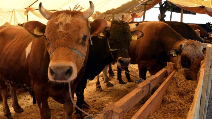 Vekaletle kurban kesim bedelleri açıklandı