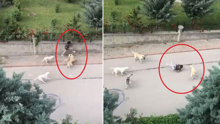 Sokağın ortasında küçük çocuğa 6 köpek saldırdı