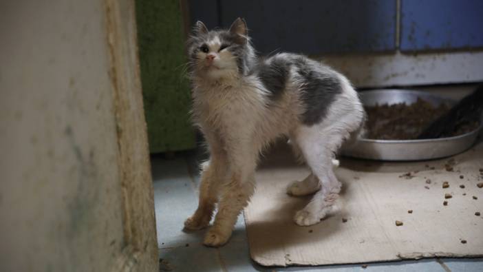 Büyükada’da kedilerde salgın