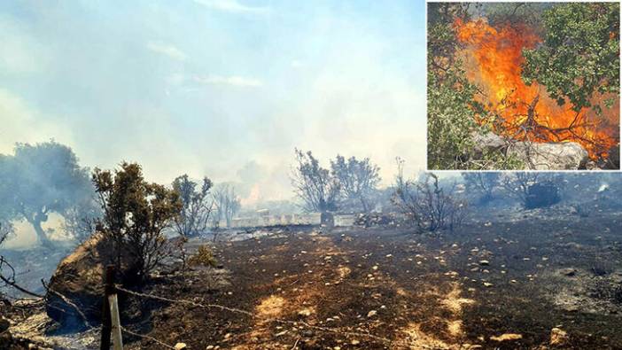 Bodrum’da orman yangını