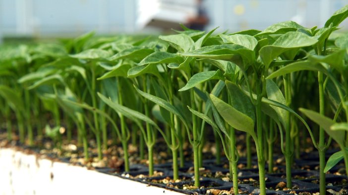 Gebze'de çiftçilere fide desteği