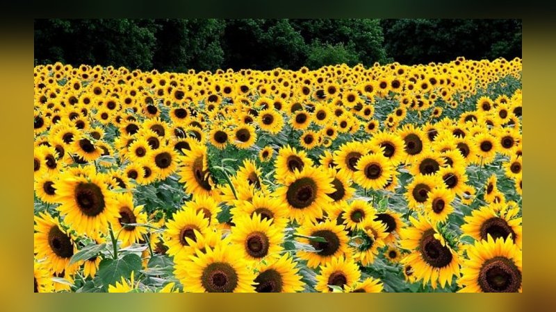 1100 lira fark ödenecek. Bireysel fırsat. 325 milyon lira verilecek