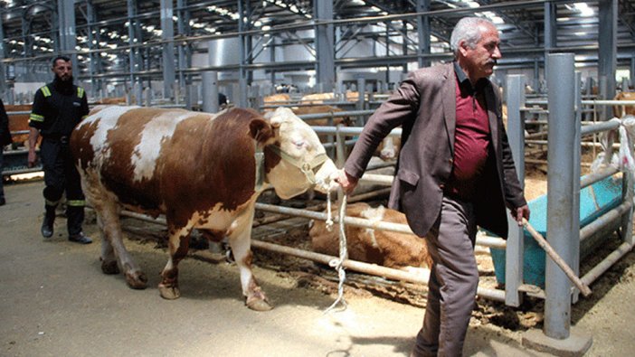 Kurban Bayramı öncesi satıcılar hayvan pazarında yerini aldı