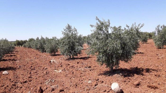 Kilis'te icradan satılık zeytinlik