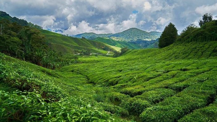 Artvin'de icradan satılık fındık ve çay bahçesi (Çoklu satış)