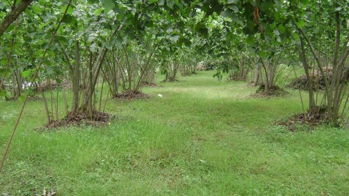 Ordu'da icradan satılık fındık bahçesi