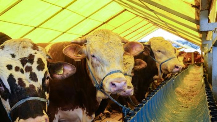 Et ve Süt Kurumu'ndan kurbanlık alımı açıklaması