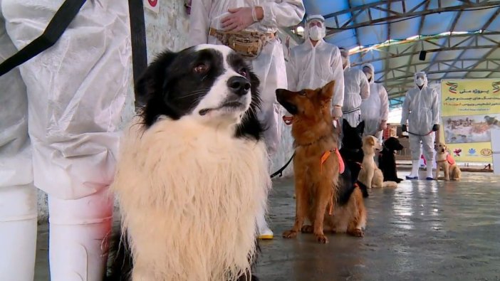 Evcil hayvan sahibi olmak 'hapse girme nedeni olabilir'