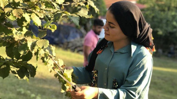 Fındık yevmiye ücreti 215 TL olarak açıklandı