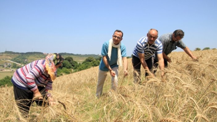 Ata-dede tohumları  ile ekilen buğdayda hasat