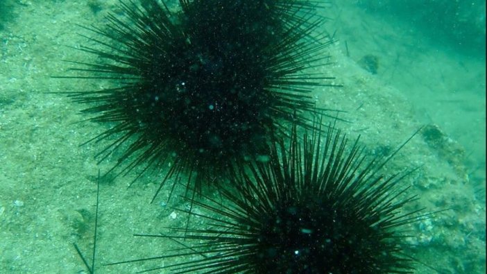 Denizkestanesi artışıyla gelen tehlike