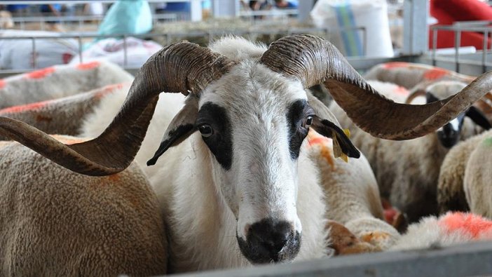 Kurbanlıklar hazır