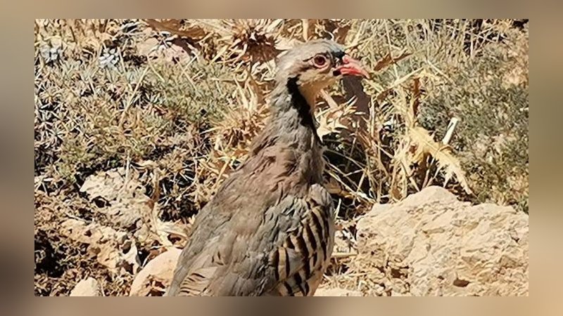 15 bin kınalı keklik doğaya salındı