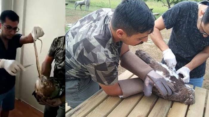 Avladığı yılanı yutamayıp fenalaşan Kartal'a işte böyle müdahale edildi