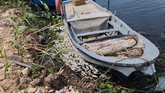 Asi Nehri'nde korkutan görüntü. Binlerce ölü balık su yüzeyine vurdu