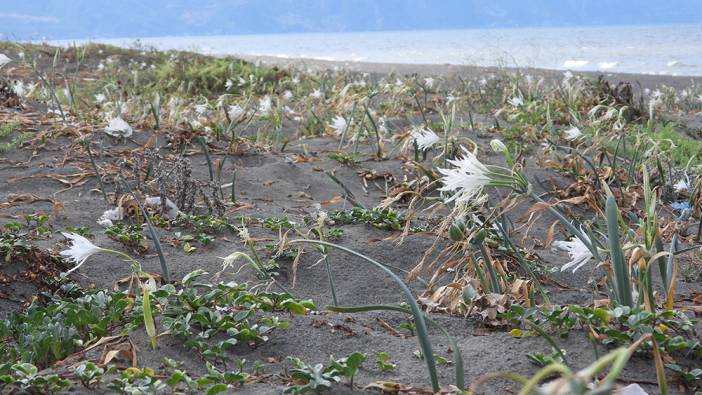 Koparmanın cezası 109 bin TL olan kum zambakları görsel şölen oluşturdu