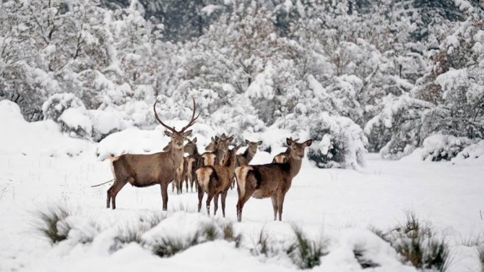 Bursa'da geyik avı ihalesi tartışmaya sebep oldu