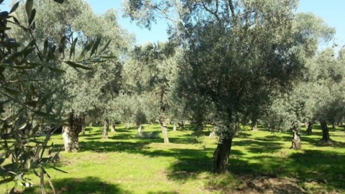 Muğla'da icradan satılık tarım arazisi