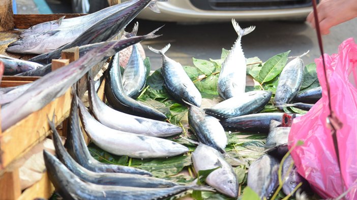 Tekirdağ’da palamudun tanesi iriliğine göre 25 TL’ye kadar düştü