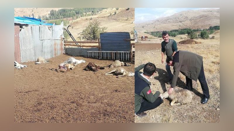 Vicdanları sızlatan görüntü. 12 koyun telef oldu