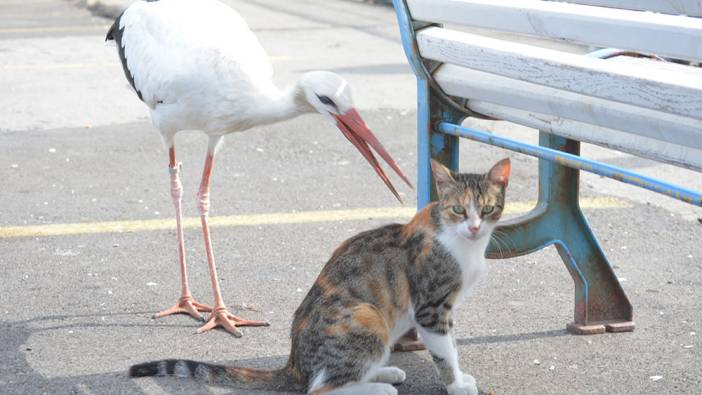 Leylek balık çalarken yakalandığı kedilere savaş açtı