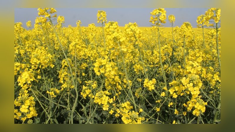 Çiftçilere kanola tohumu dağıtıldı